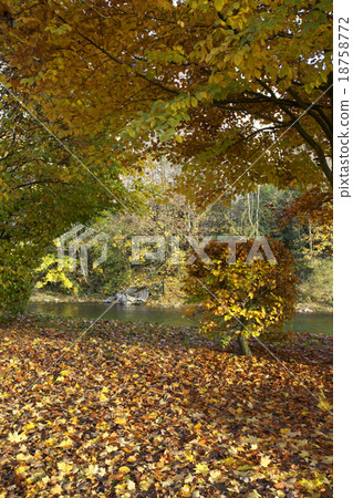 Autumn leaves along the river 18758772