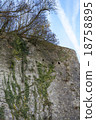 Cliff ivy 18758895