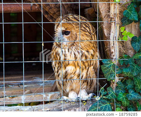 Owl is sitting in cage Owl is sitting in cage 18759285