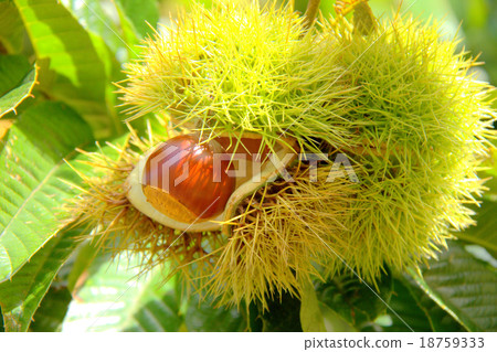 Chestnut fruit 18759333