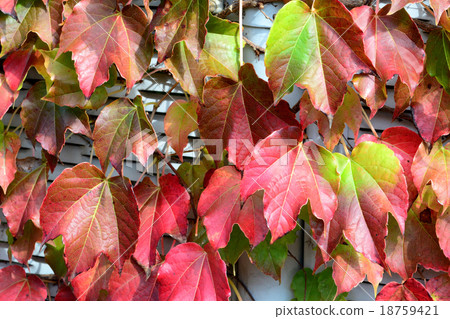 Ivy autumn leaves 18759421