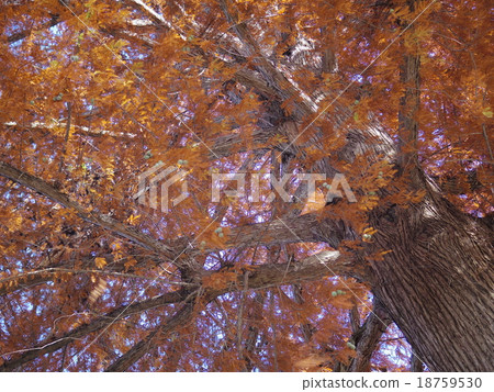 落葉松，落葉松美國 18759530
