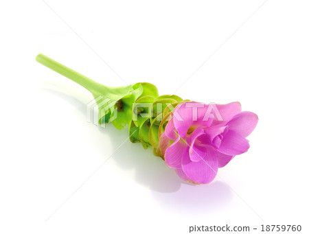 siam tulips 18759760