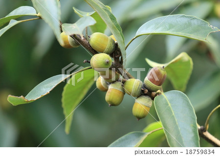 天然植物Arakashi，Sukazu沒有開始棕褐色的橡子 18759834