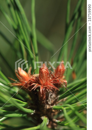 Natural plant Pinus densiflora, beautiful reddish colored winter buds more reddish than black pine 18759990