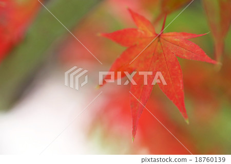 Autumn leaves Autumn leaves 18760139