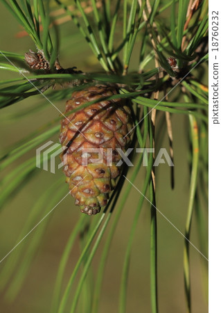 Natural plant Pinus densiflora, a pine cone that reached the second autumn. We will be able to fly species around the end of the year 18760232