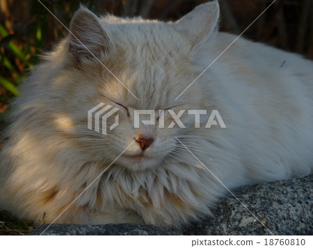 貓的日常生活 18760810