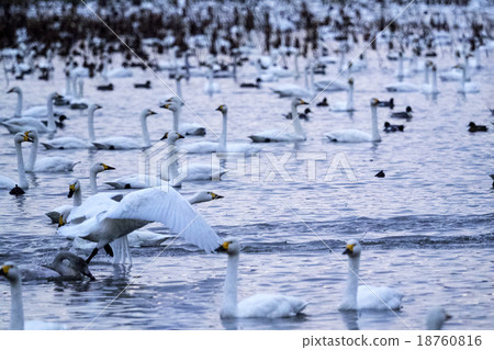 Swan of the dawn Swan of the dawn 18760816