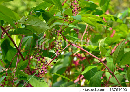 植物：Yoshiyoshi yamagonbo 18761000