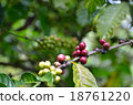 The branch with fresh coffee with beans, farm 18761220