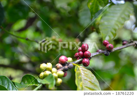 The branch with fresh coffee with beans, farm 18761220