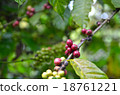 The branch with fresh coffee with beans, farm 18761221