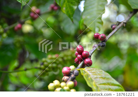 The branch with fresh coffee with beans, farm The branch with fresh coffee with beans, farm 18761221