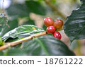 The branch with fresh coffee with beans, farm 18761222