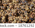 Close up of Kopi Luwak coffee bean 18761292