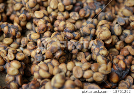 Close up of Kopi Luwak coffee bean 18761292