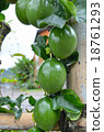 Marquisa Telur Kodok passion fruit still green 18761293