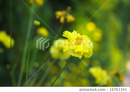 Isolated Marigold flower Isolated Marigold flower 18761341