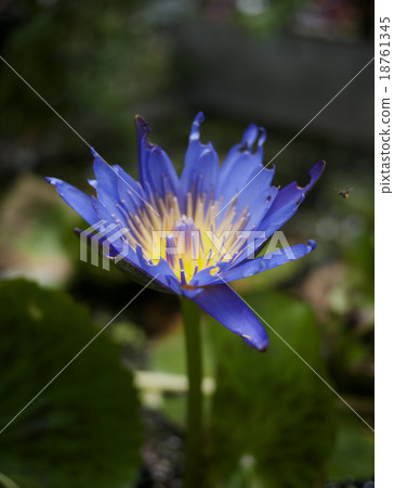 Water Lotus Water Lotus 18761345