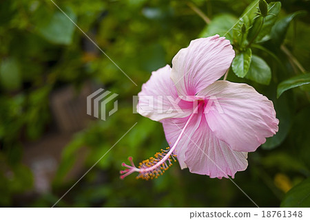 Pink shoe flower Pink shoe flower 18761348