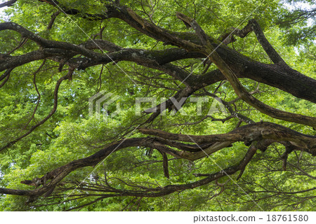 branch of big tree 18761580