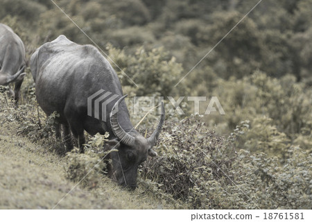 the water buffalo in Thailand, vintage soft tone 18761581