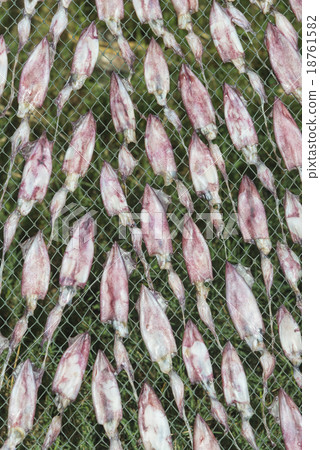 dry squid and sea in sun light 18761582