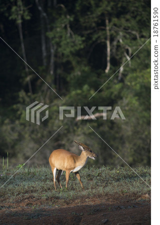 the barking deer in Khao Yai National Park 18761590