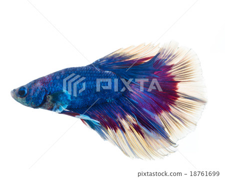 Thai siamese fighting fish isolated on white 18761699