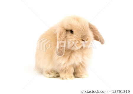 Baby Holland lop rabbit - Isolated on white 18761819
