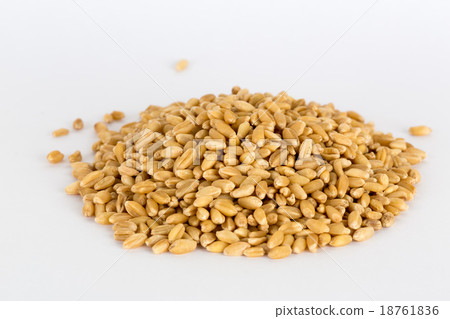 Golden yellow arley grain texture pile background Golden yellow arley grain texture pile background 18761836