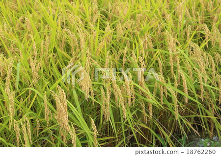 Rice field Rice field 18762260