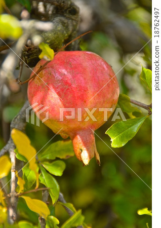 石榴水果（長野縣上吉太郡小瀨町） 18762497