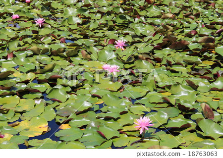Water lily Water lily 18763063