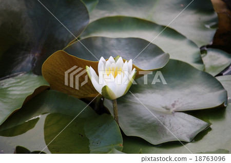 白草 白草 18763096