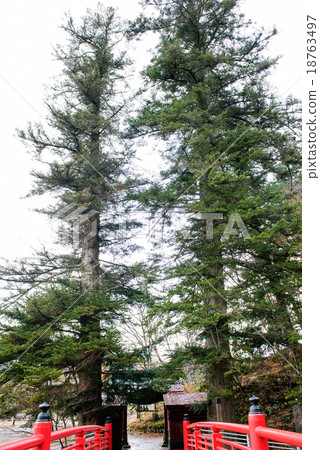 種植冷杉冷杉自然紀念碑青森縣 種植冷杉冷杉自然紀念碑青森縣 18763497