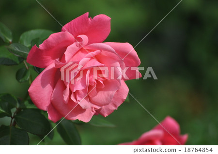 馬加利盛開 18764854