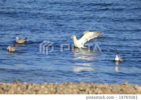 The moment of arriving at the sea surface, seagulls spreading feathers with only feet 18765081