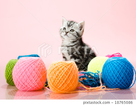 kitten kitten 18765086