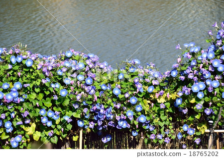 River and morning glory 18765202