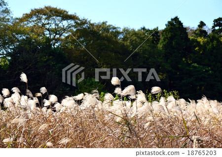 Susuki Susuki 18765203