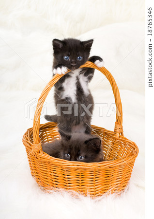 two fluffy little kittens two fluffy little kittens 18765346