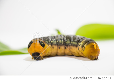 Worm on a white background close up. Worm on a white background close up. 18765384