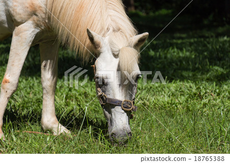 White horse eating grass White horse eating grass 18765388