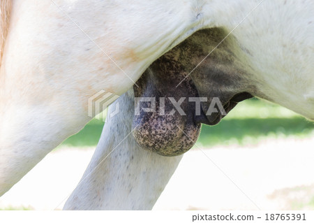 Testicle of white horse 18765391