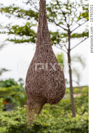 Weaverbird nest at a branch of the tree 18765501