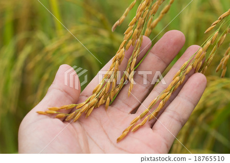 Ripe paddy in hand and green paddy background 18765510