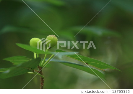 天然植物Inubiwa,一個無用的名字,但女性的水果袋甜美可口 天然植物Inubiwa,一個無用的名字,但女性的水果袋甜美可口 18765555