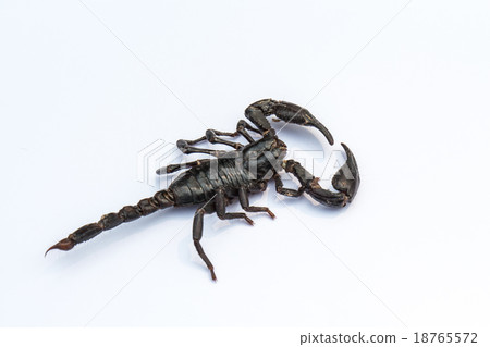 black scorpion on white background black scorpion on white background 18765572